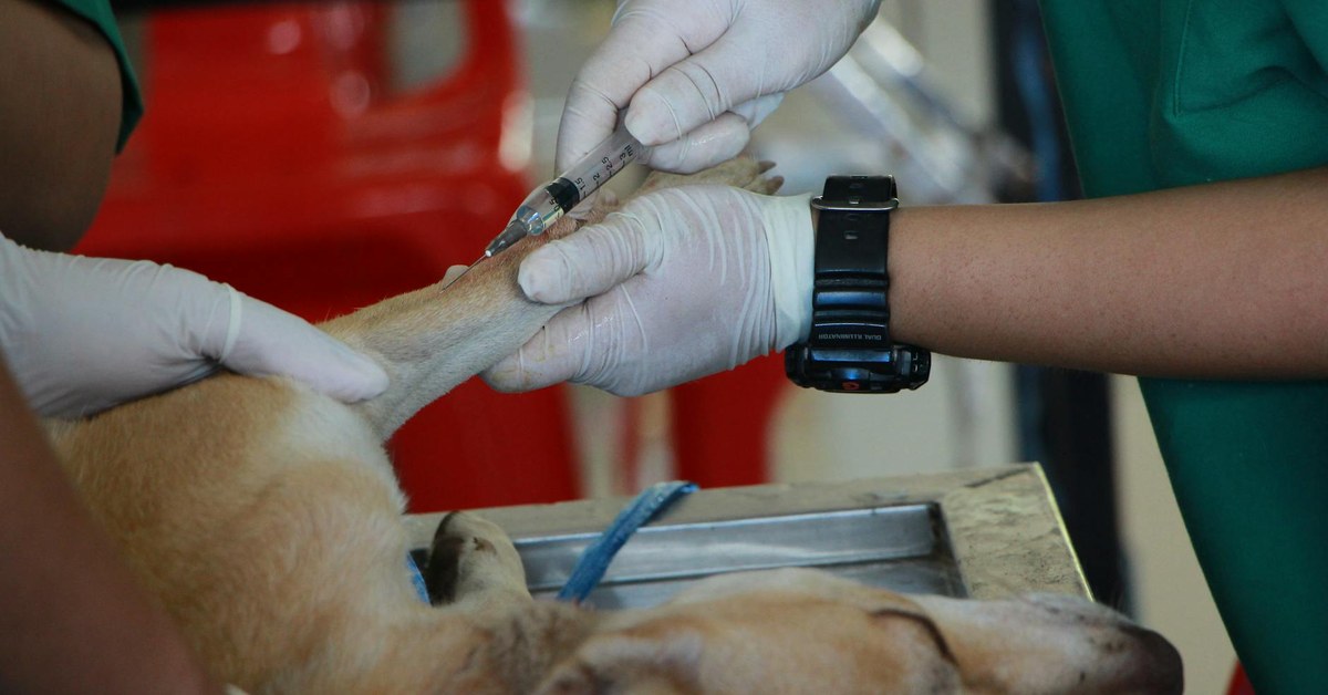 Client Management Efficiency in Veterinary Practices: Challenging the Unseen Costs of Conventional Care
