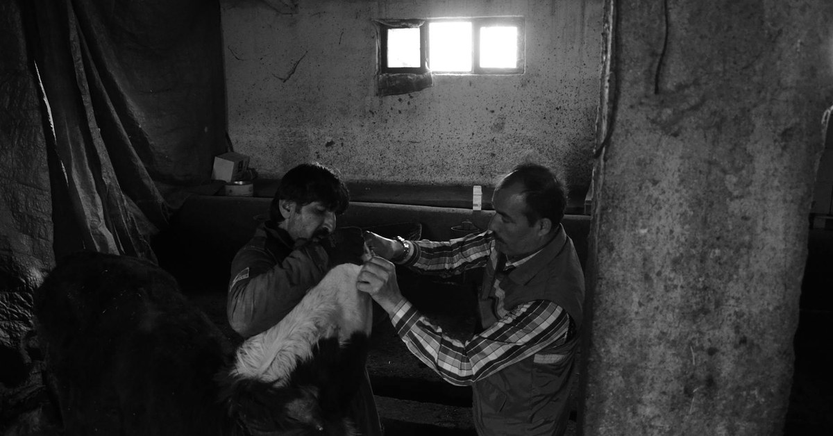 Optimising Veterinary Operations: Prioritising Process Improvement for Sustainable Growth